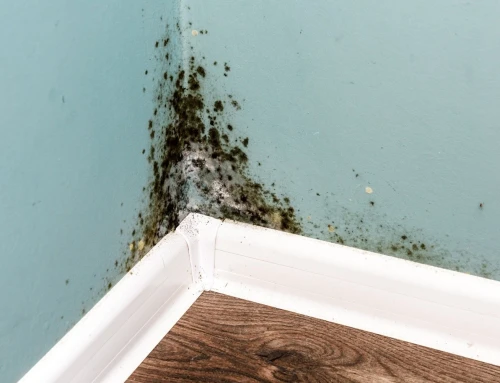 How to Prevent Mold & Mildew in Closets
